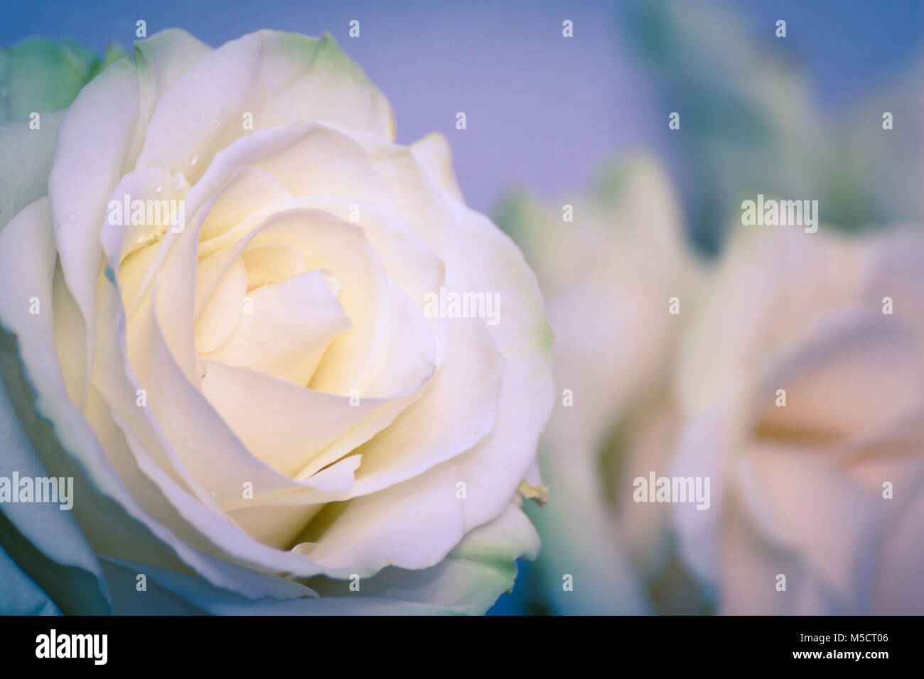 Bella rosa bianca fiore di testa. Il miglior regalo per un amatissimo uno. Primo piano di una rosa bianca. Soft concentrato. Foto Stock