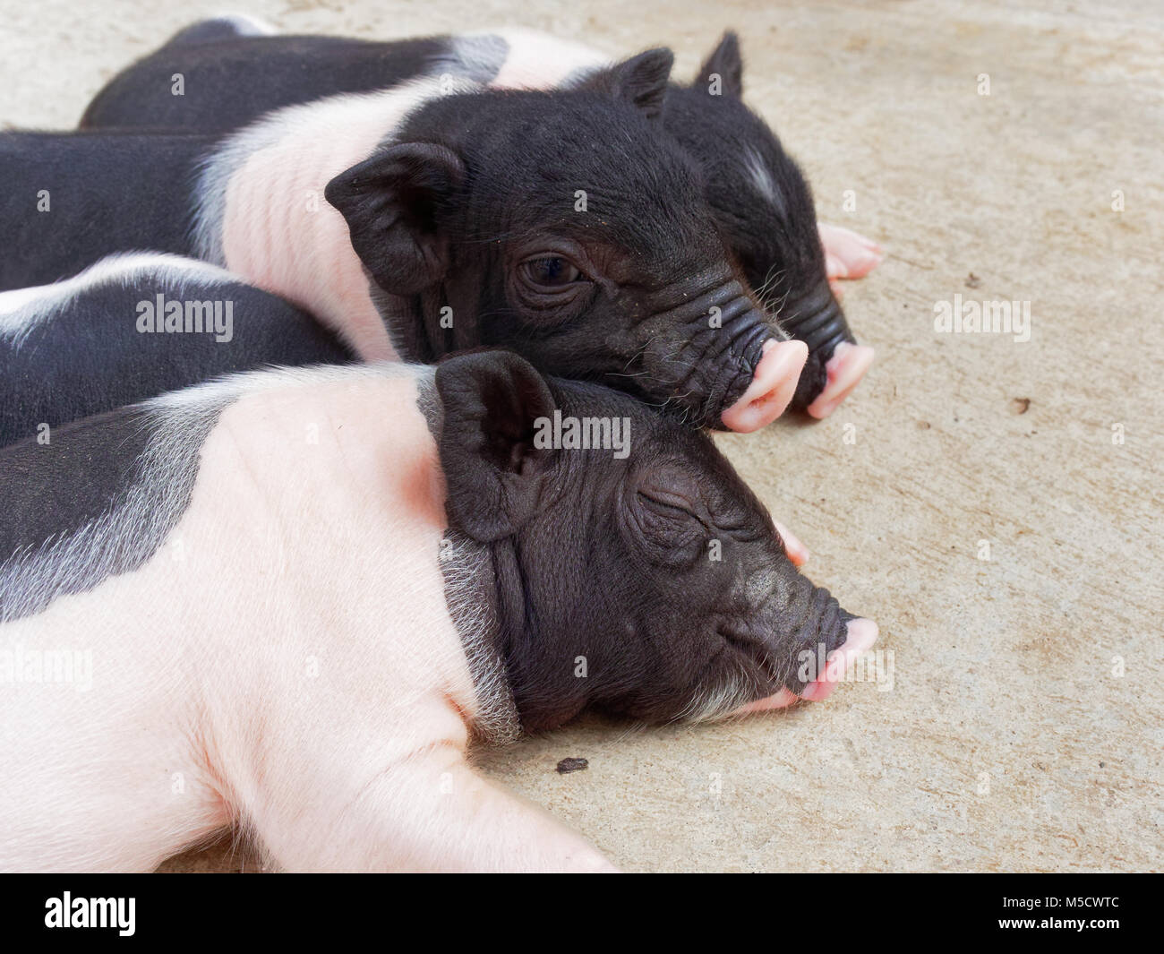 Rosa e nero suinetti neonati dormendo e coccole in azienda Foto Stock