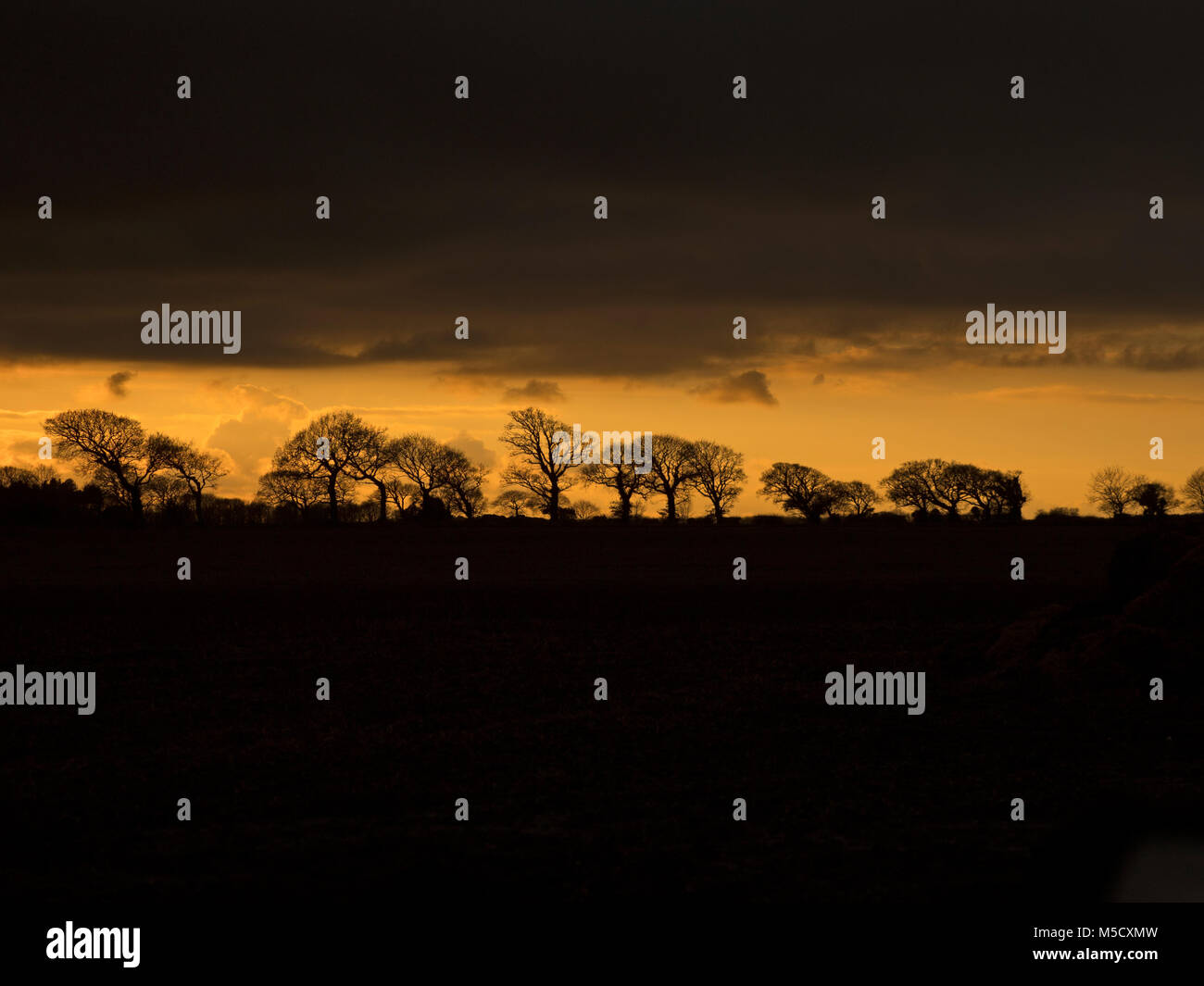 Terreni coltivati e querce Southrepps Norfolk al crepuscolo Foto Stock