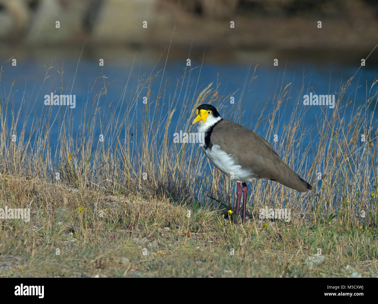 Masked pavoncella Vanellus miles alimentando la Tasmania, Australia‎ Foto Stock