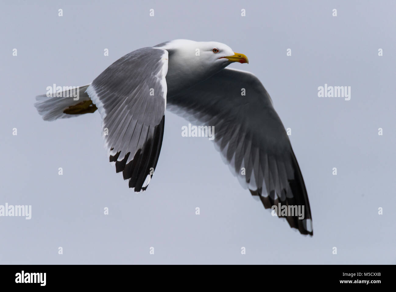 Zampe gialle Gabbiani successivamente una nave, in cerca di cibo. Foto Stock