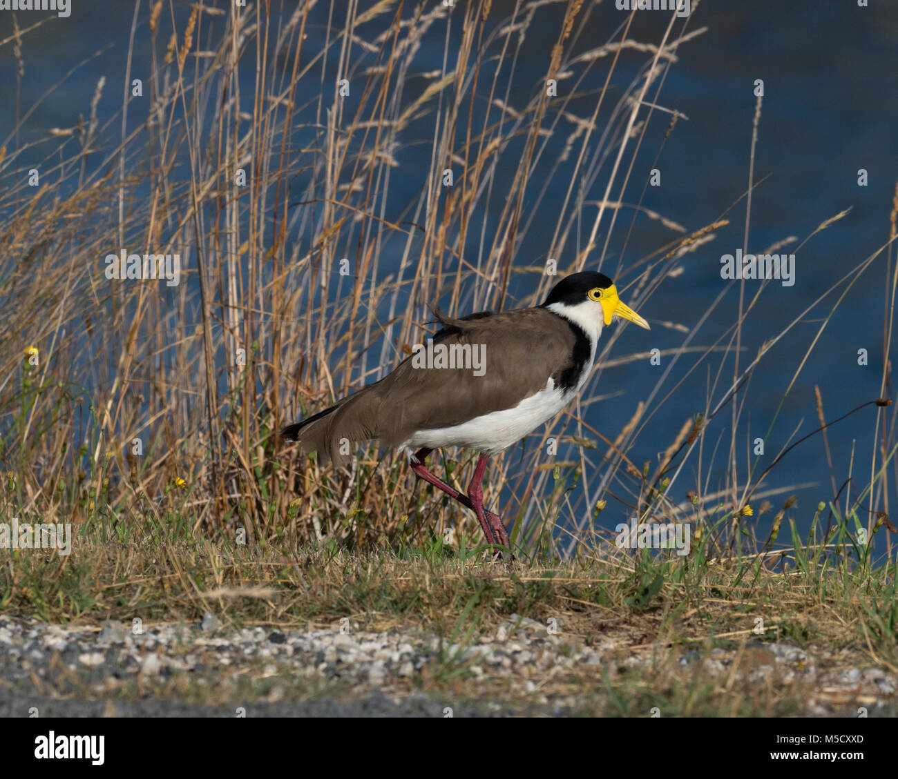 Masked pavoncella Vanellus miles alimentando la Tasmania, Australia‎ Foto Stock