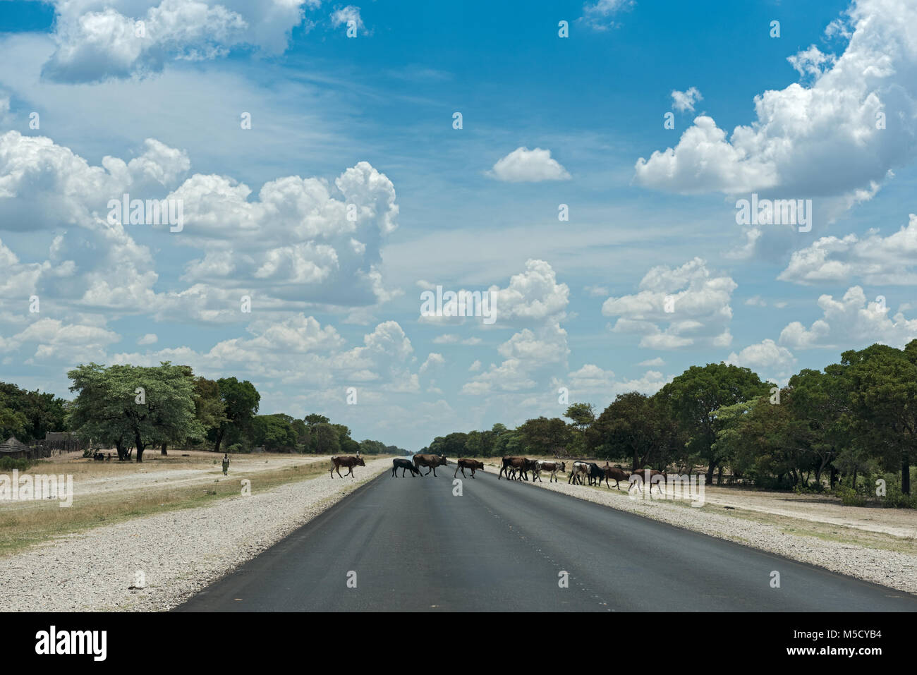 Una piccola mandria di mucche attraversa la B8 road a sud di Rundu, Namibia Foto Stock