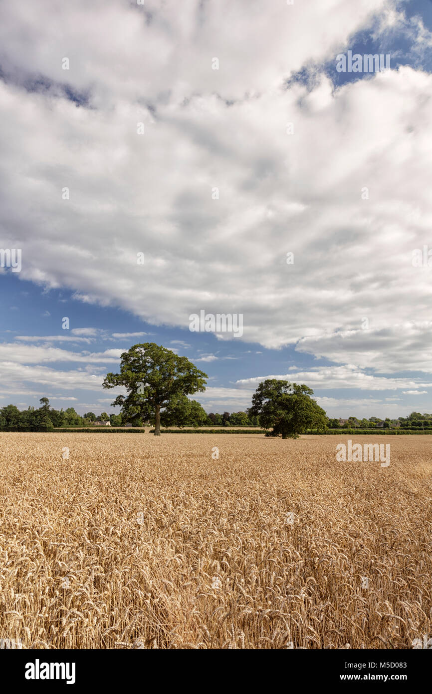 Alberi che crescono nel mezzo di un campo di grano in rurale Gloucestershire Foto Stock