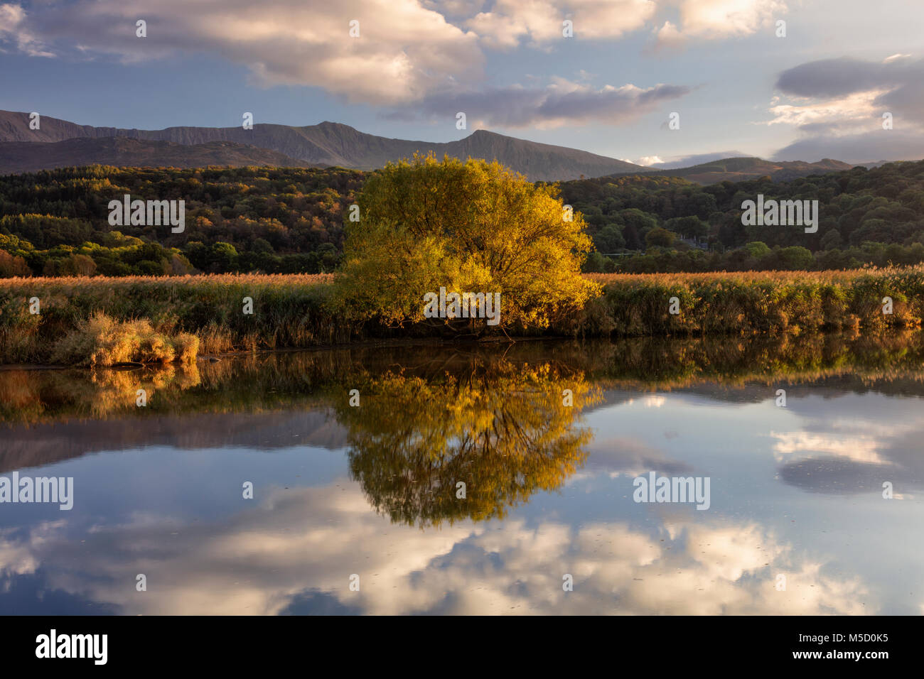 Unico albero solitario crescente accanto all' estuario vicino a Caernarfon in Galles del Nord, bagnata in tarda serata sole e riflessa nell'acqua ancora Foto Stock