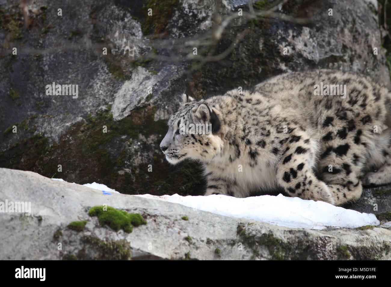 Snow Leopard Foto Stock