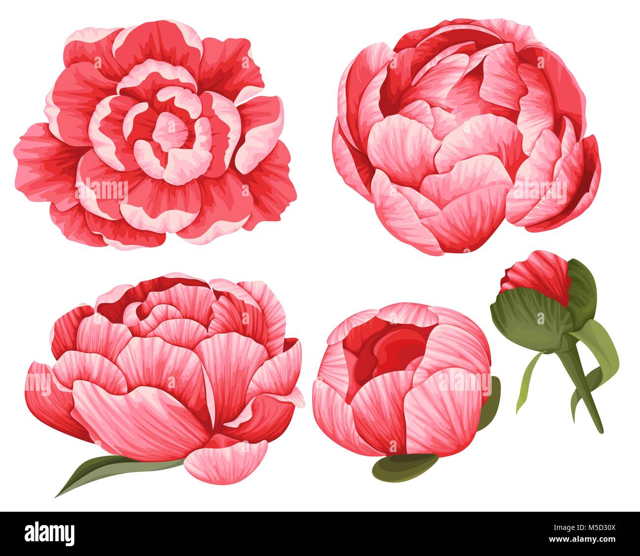 Peonia clip-art vettoriali Set di 5 Red bellissimi fiori immagine oggetto botanico illystrations Illustrazione Vettoriale