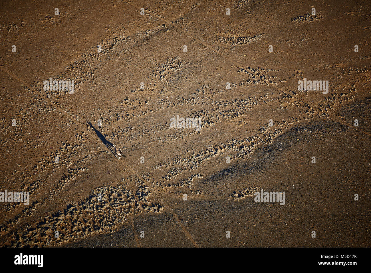 Vista aerea, gemsbok (Oryx gazella) con ombra nel paesaggio arido, Gondwana Namib Park, vicino a Sesriem, Regione di Hardap, Namibia Foto Stock