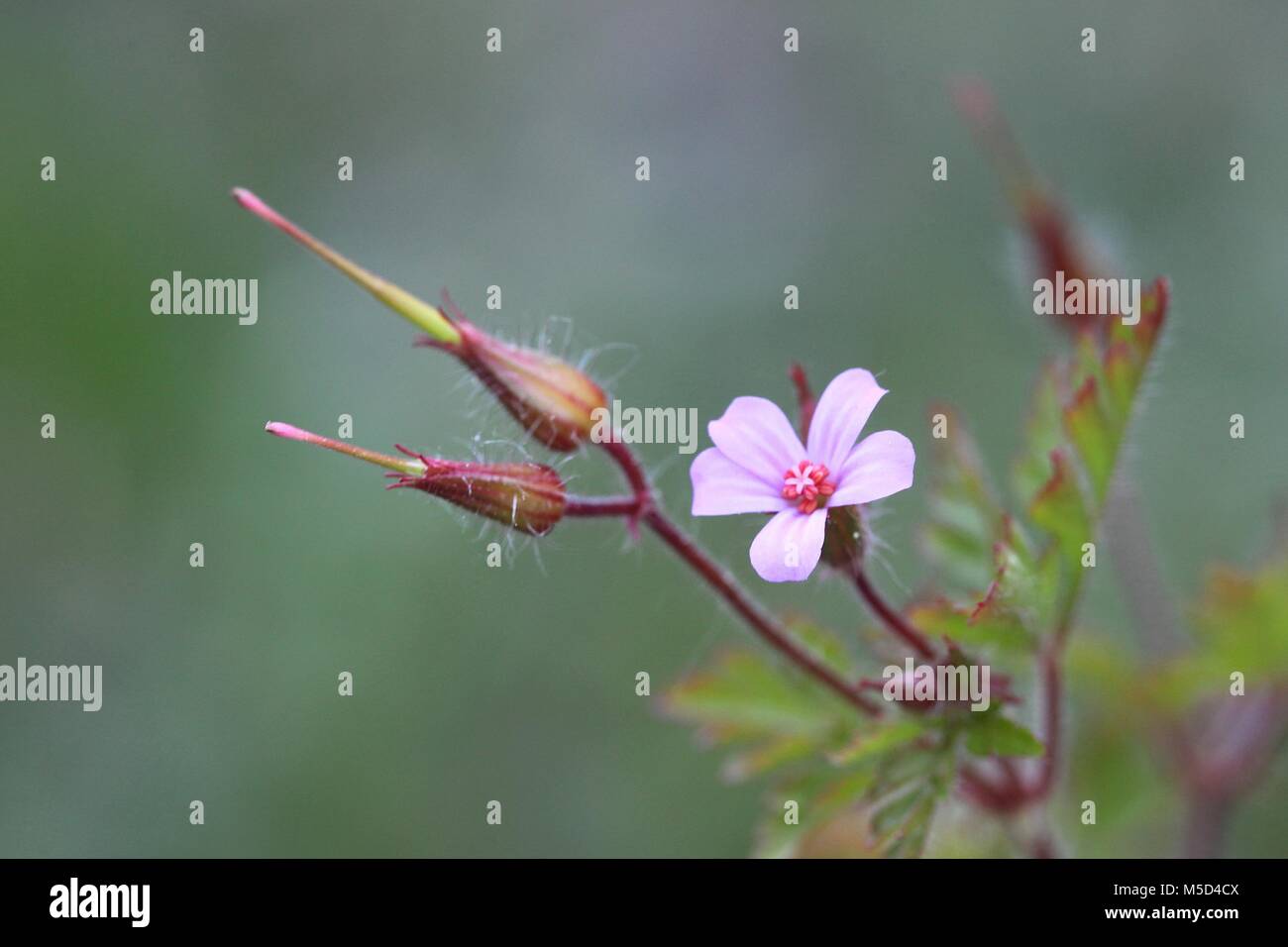 Blooming Herb Robert con semi Foto Stock