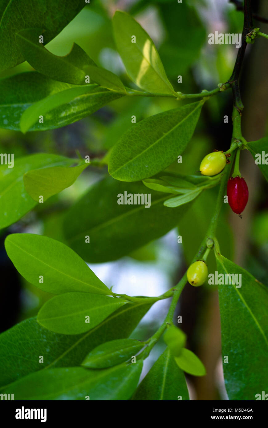 Impianto di Coca (Erythroxylum coca) con foglie e frutti Foto Stock