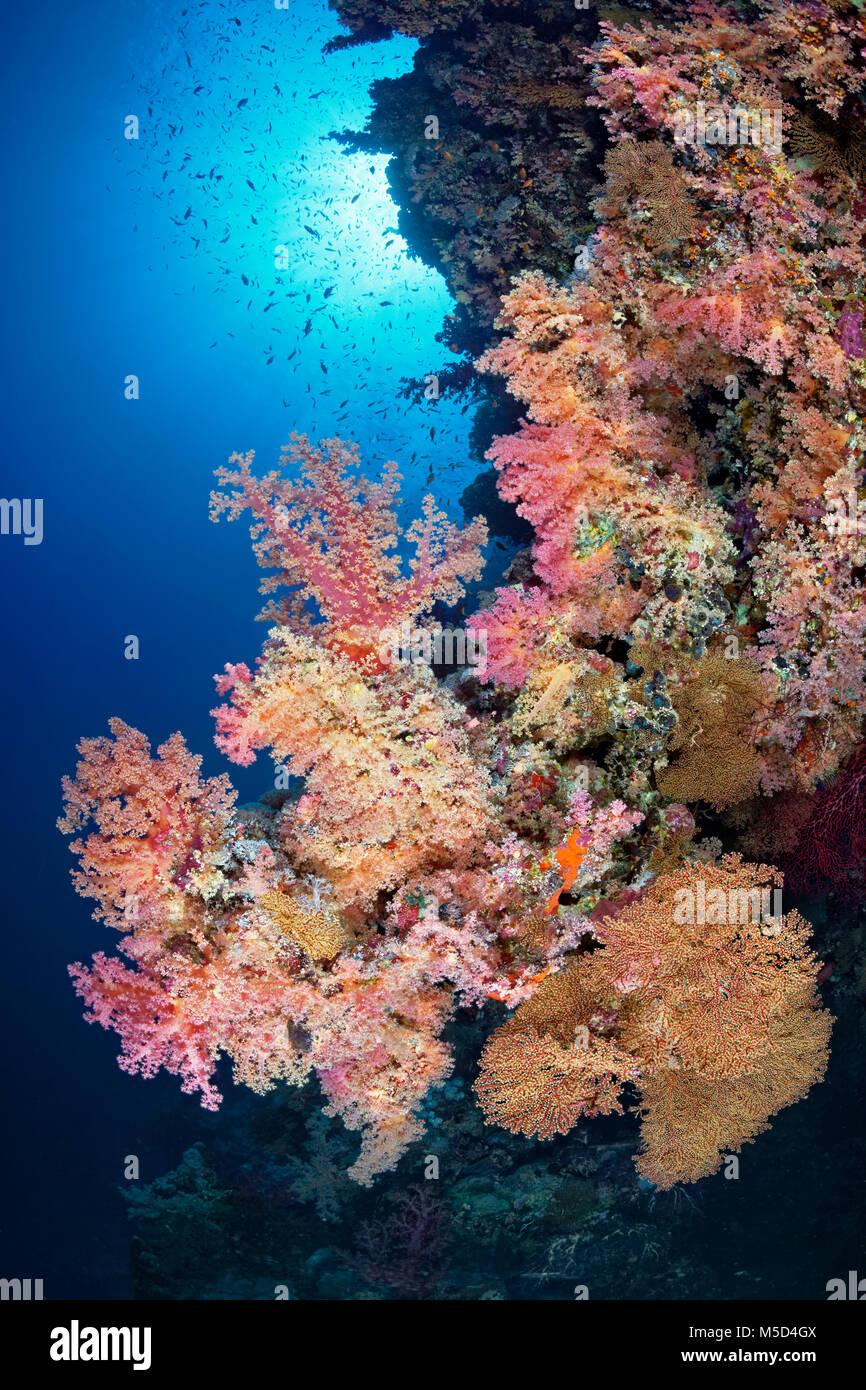 Coral reef, una fitta vegetazione di diversi coralli molli (Alcyonacea), rosso, Mar Rosso, Egitto Foto Stock