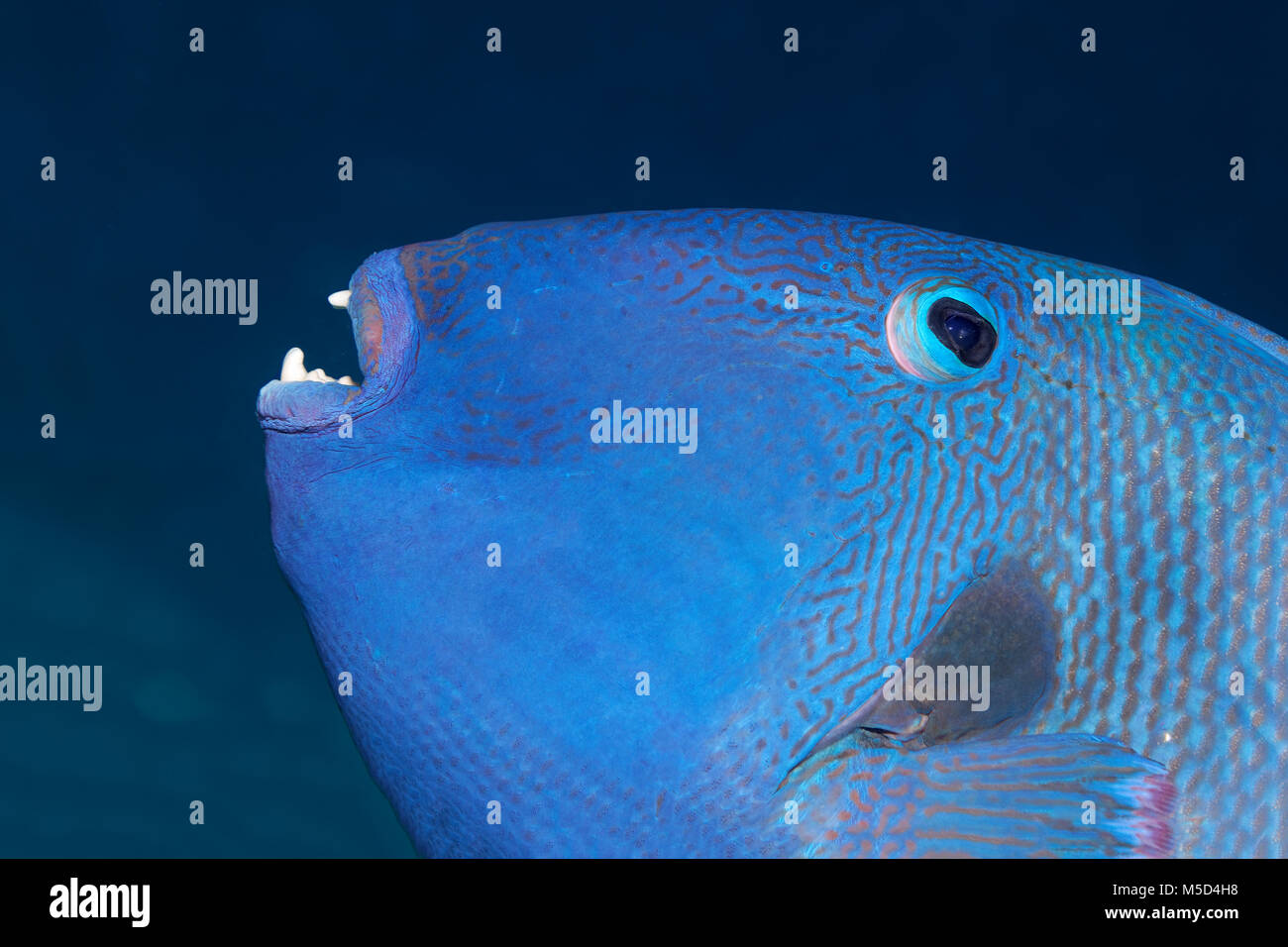 Pesci balestra blu (Pseudobalistes fuscus), animale ritratto, Mar Rosso, Egitto Foto Stock