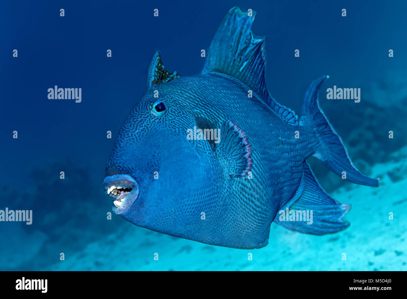 Pesci balestra blu (Pseudobalistes fuscus), Mar Rosso, Egitto Foto Stock