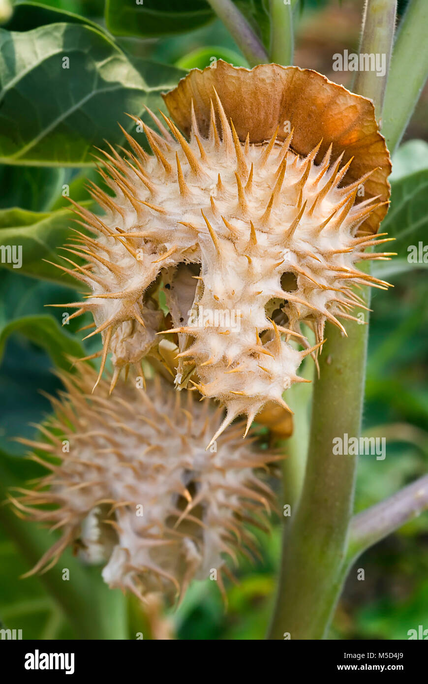 Thorn apple (Datura inoxia), i frutti e le sementi, chiusa in alto Foto Stock