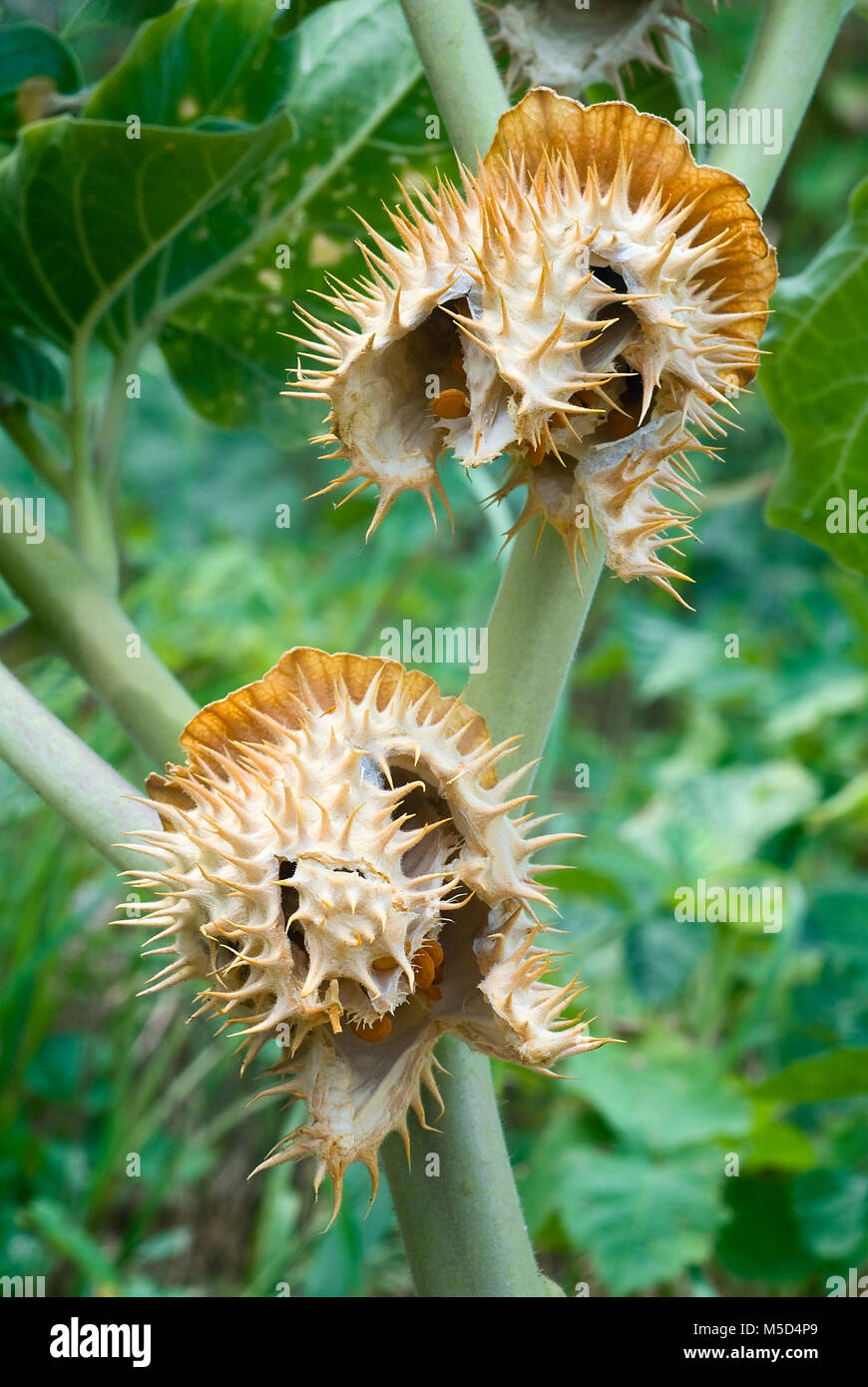 Thorn apple (Datura inoxia), i frutti e le sementi, chiusa in alto Foto Stock