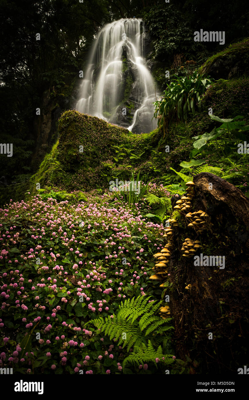 La cascata di fronte rosa-guidato persicaria (Persicaria capitata), il Parque Natural da Ribeira Caldeirões Dos, Achada, Sao Miguel Foto Stock