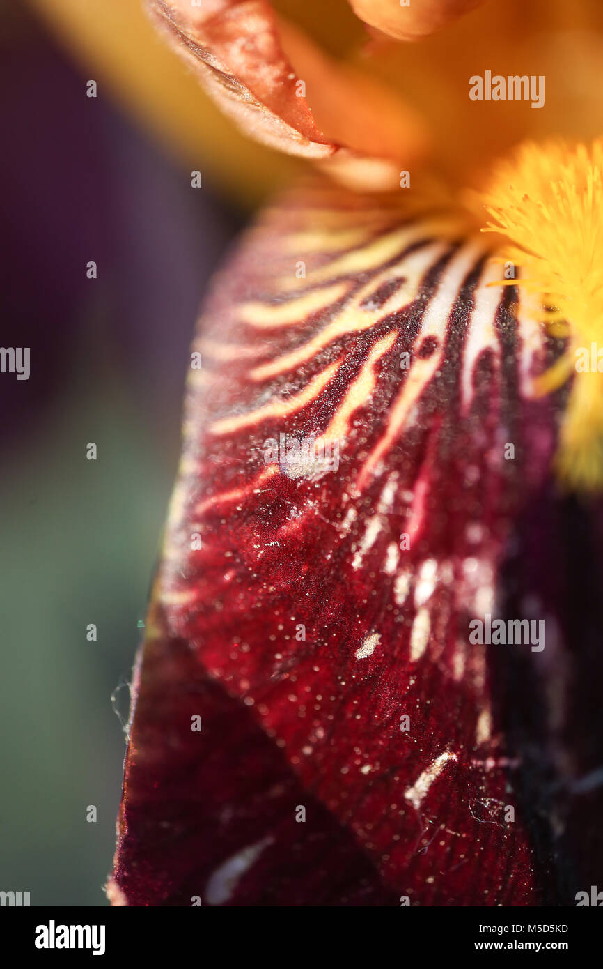 Fiore di iris, stagione, floreali, bella natura, bellezza, impianti, sfondo rosso, iris, striature, macro, polline, fiore, astratta, il sole, marrone, bellezza Foto Stock