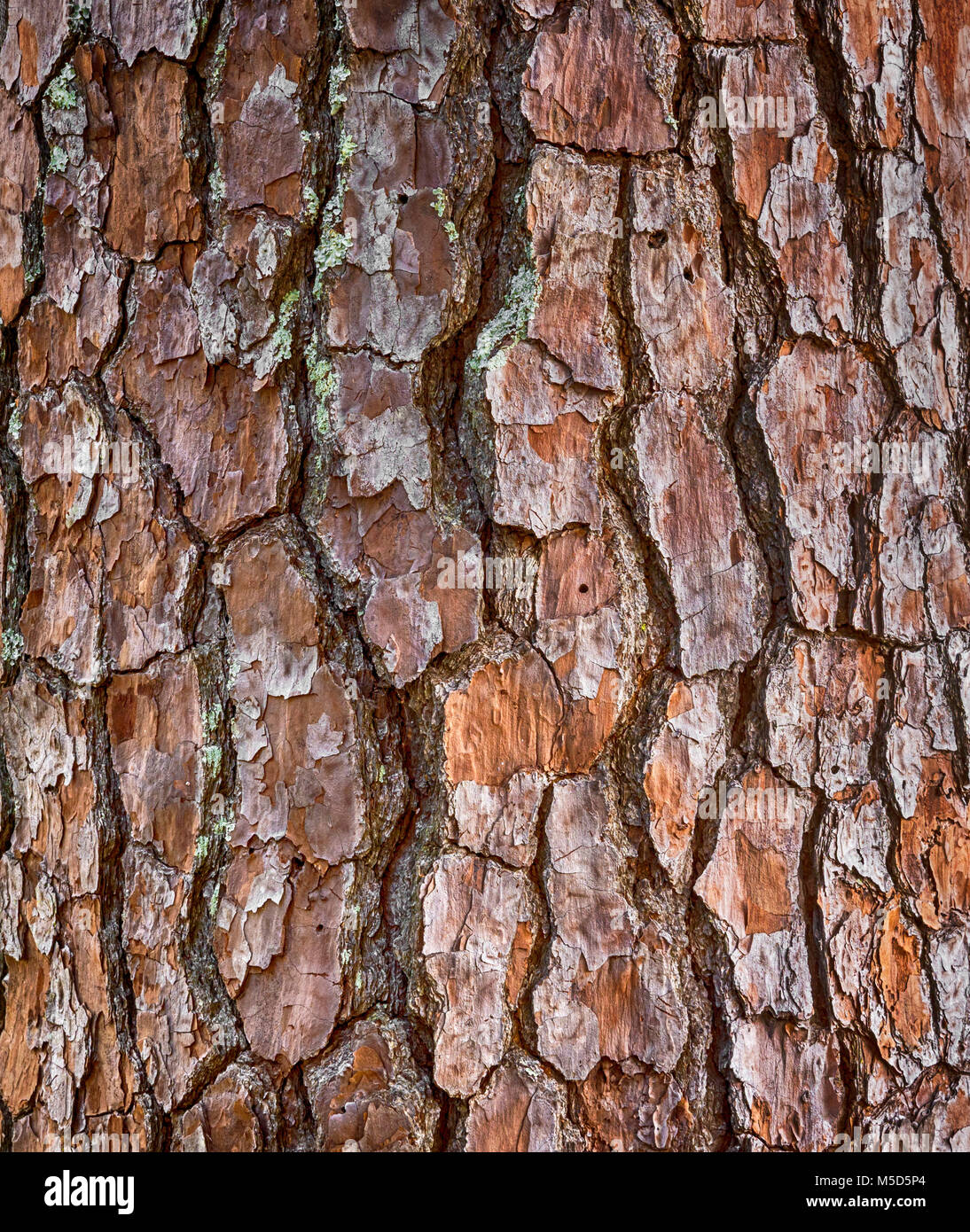 Pine Tree trunk. Foto Stock