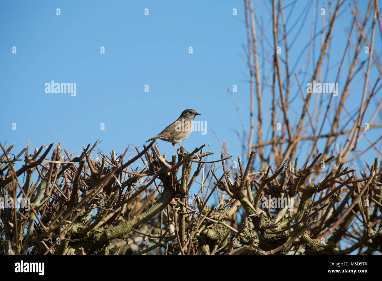 Hedge sparrow o Dunnock, Prunella modularis, vicino a giardini in Dorset England Regno Unito GB Foto Stock