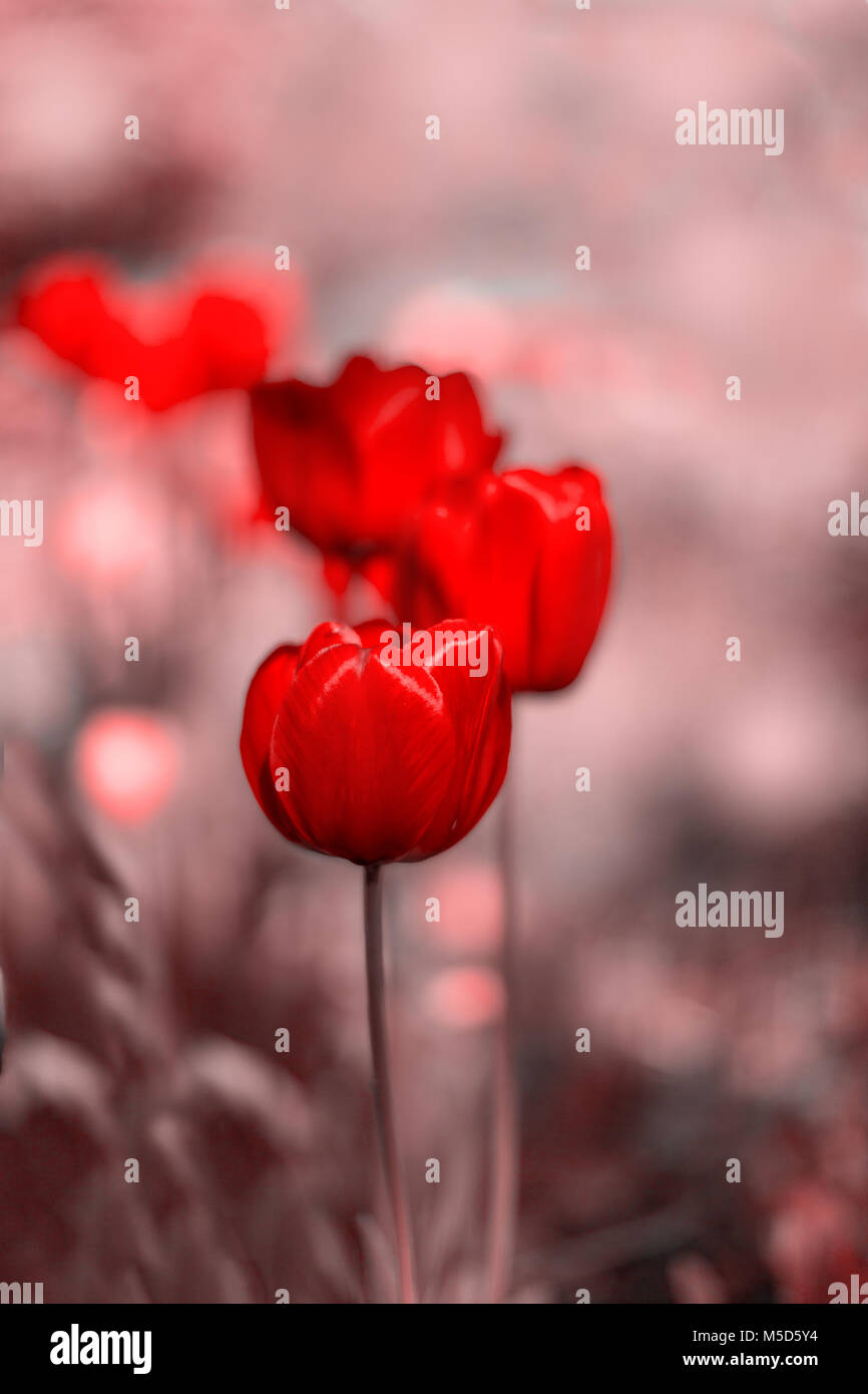 Rosso brillante fiore di tulipani su dissaturato blured sfondo. Messa a fuoco selettiva, tonica foto Foto Stock