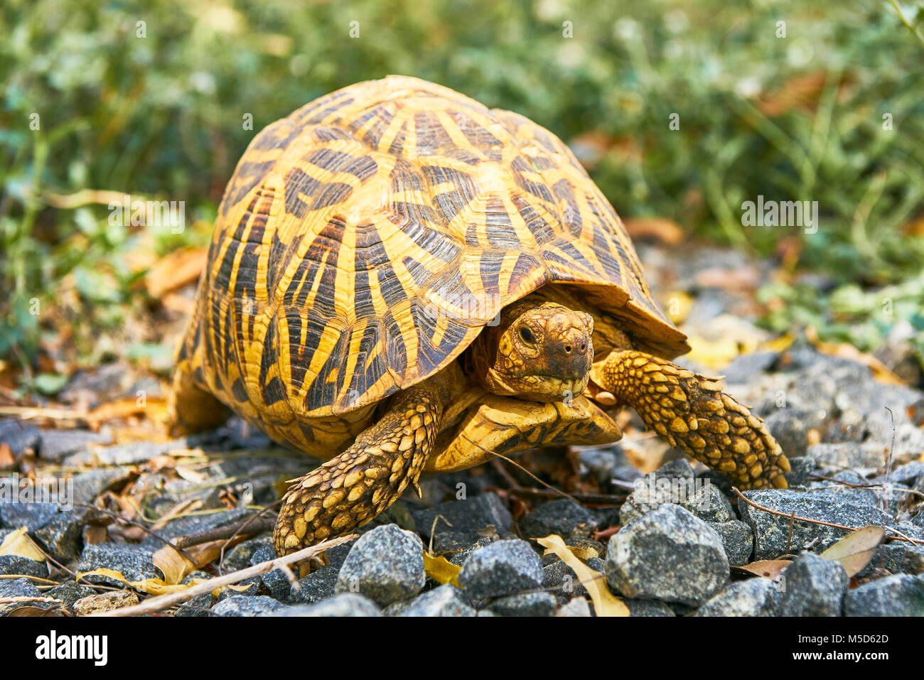 Star indiane tartaruga (Geochelone elegans), Yala National Park, Sud della provincia, Sri Lanka Foto Stock