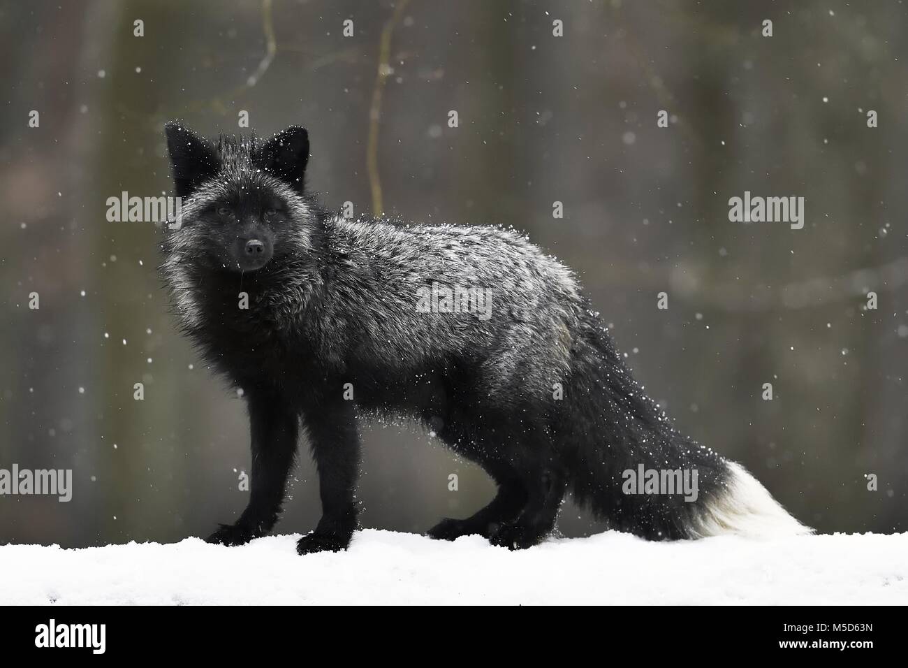 Silver fox, scuro-nero, variazione di colore del Red Fox (Vulpes vulpes vulpes), in nevicata, captive, Repubblica Ceca Foto Stock