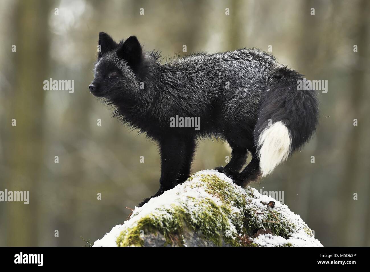 Silver fox, scuro-nero, variazione di colore del Red Fox (Vulpes vulpes vulpes), sorge su di una pietra, captive, Repubblica Ceca Foto Stock