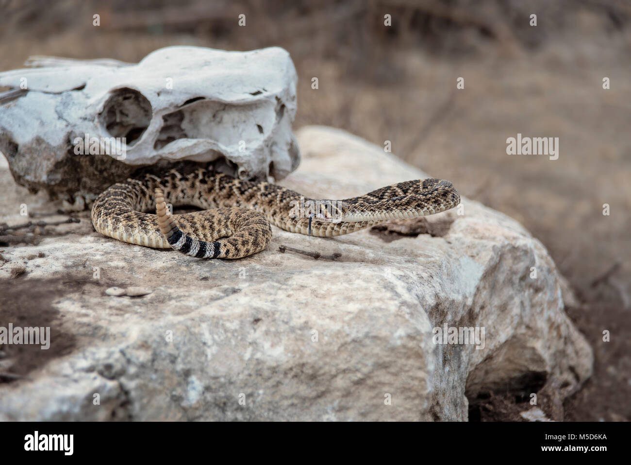 Rattlesnake sul boulder nella parte anteriore della mucca teschi in Texas Foto Stock