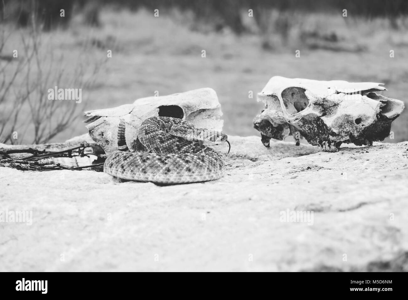 Rattlesnake sul boulder nella parte anteriore della mucca teschi in Texas Foto Stock