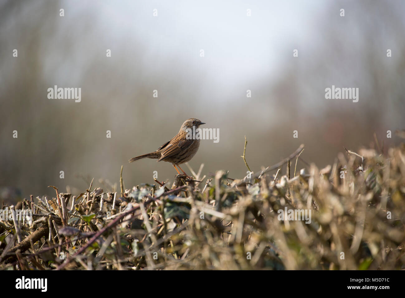 Una siepe sparrow, o Dunnock, Prunella modularis, vicino Gardens Dorset England Regno Unito GB Foto Stock