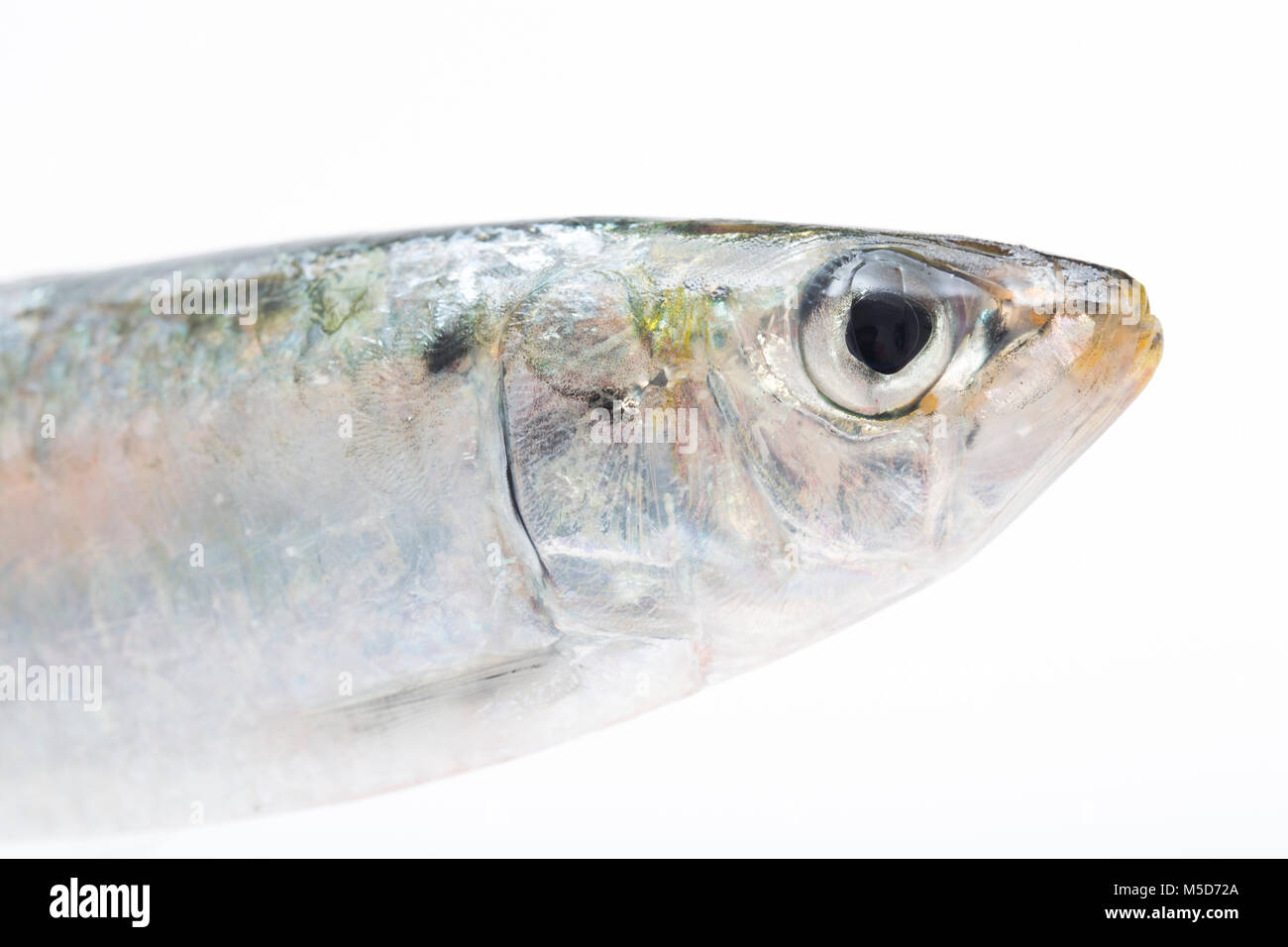 Per le sardine e le sarde sono la stessa creatura. A circa 7a e al di sopra delle sardine è chiamato un Sardella. Catturati dal Berry Head, Devon UK. Foto Stock