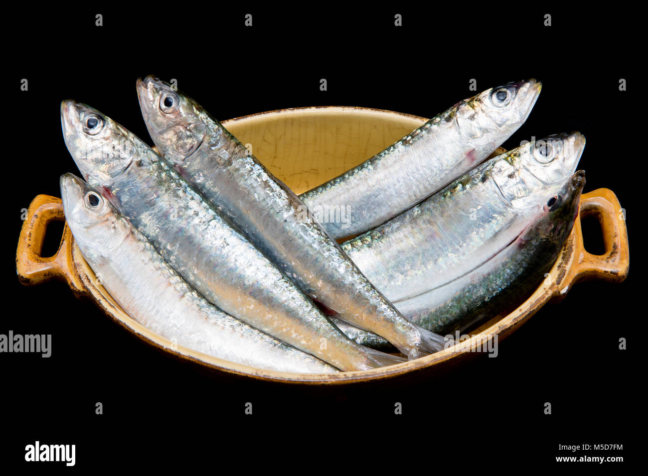 Le sarde. Per le sardine e le sarde sono la stessa creatura. A circa 7a e al di sopra delle sardine è chiamato un Sardella. Catturati dal Berry Head, Devon UK. Foto Stock