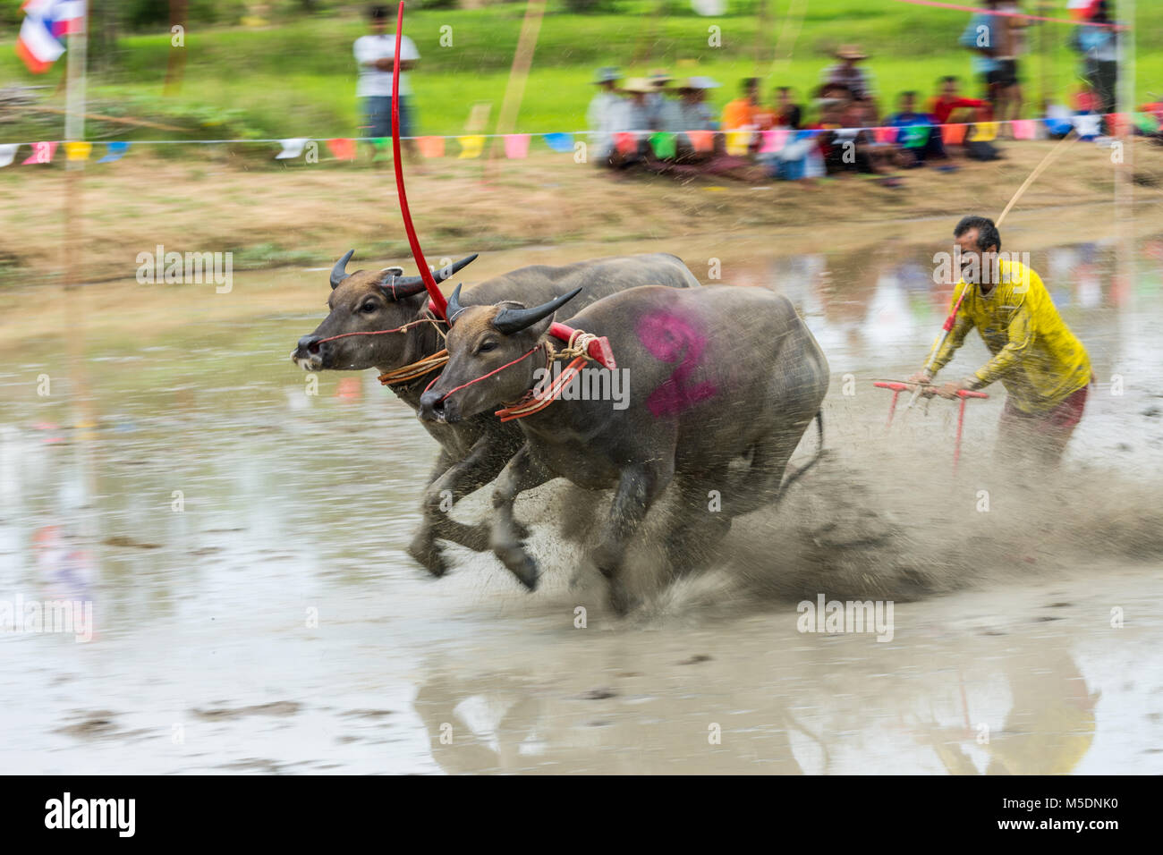 Chonburi, Tailandia - 16 Luglio 2017: Buffaloes racing sul riso fattoria, l'evento annuale in Chonburi, Thailandia Foto Stock