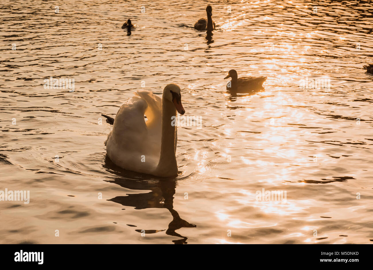 White Swan acqua al tramonto Foto Stock