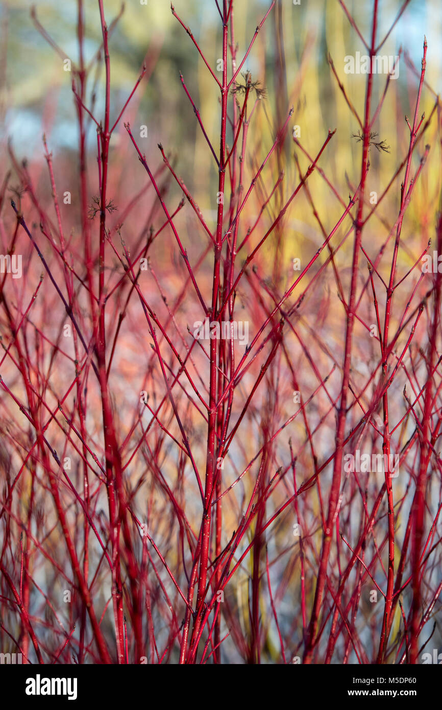 Cornus sericea isanti. Rosso ramoscello Sanguinello steli in inverno. Inghilterra Foto Stock