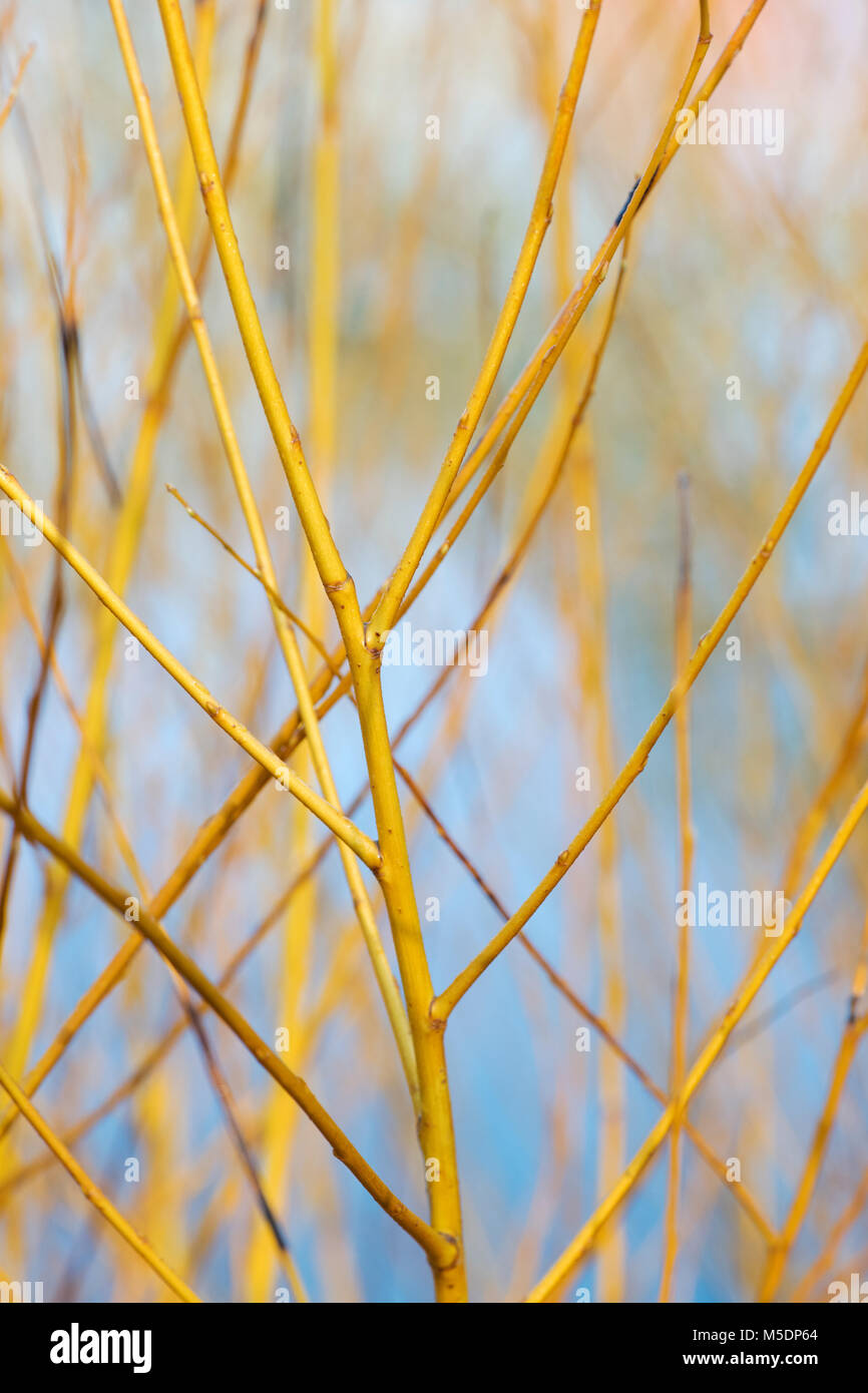 Salix alba " Golden ness". Il salice bianco 'Golden Ness" deriva in inverno. Inghilterra Foto Stock