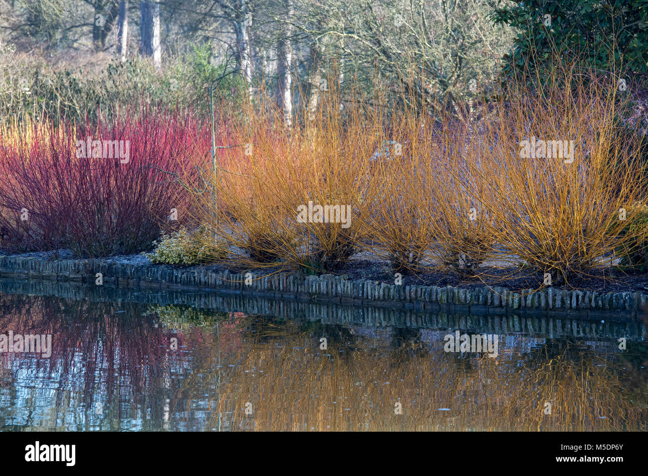 Salix alba var. Vitellina 'Yelverton'. Golden willow Vitellina 'Yelverton' steli in inverno si riflette nel lago. RHS Wisley Gardens, Surrey, Inghilterra Foto Stock