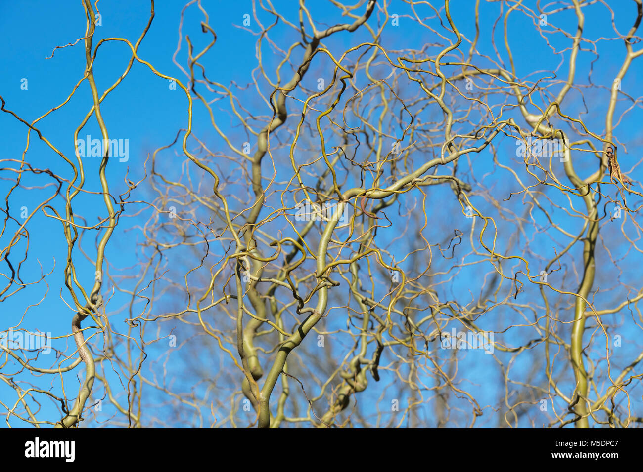 Salix vanstones 'oro'. Struttura di cavatappi / contorte WIllow steli in inverno. Inghilterra Foto Stock