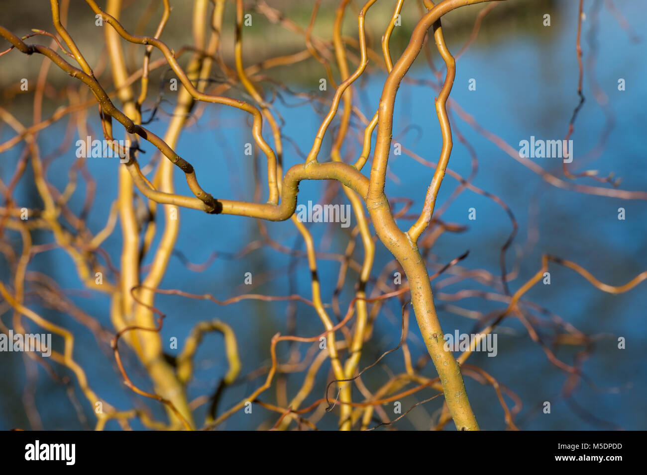 Salix x sepulcralis 'Erythroflexuosa'. Willow 'Erythroflexuosa'. Curly golden willow steli in inverno. Inghilterra Foto Stock