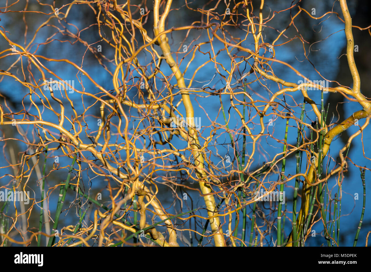 Salix x sepulcralis 'Erythroflexuosa'. Willow 'Erythroflexuosa'. Curly golden willow steli in inverno. Inghilterra Foto Stock