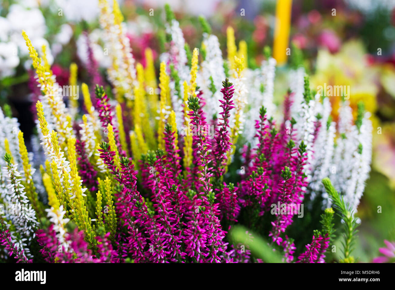 Fiori in fioraio Foto Stock