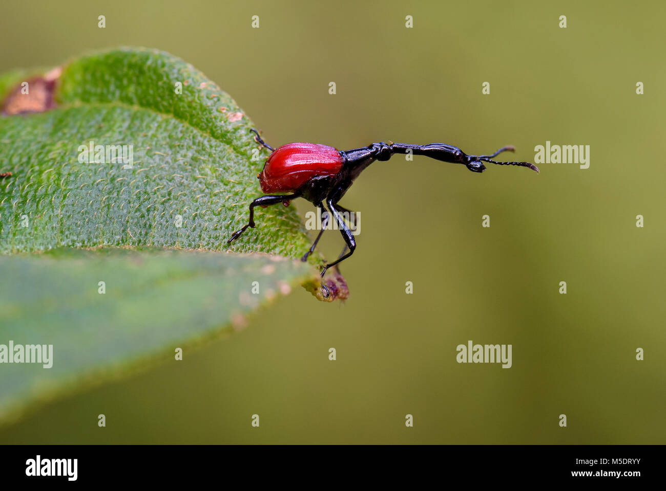 La giraffa il collo curculione - Trachelophorus giraffa, bella rossa iconico del Madagascar beetle dalla costa est di foresta tropicale. Foto Stock
