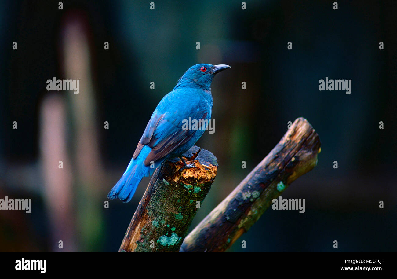 Asian glossy Starling, Aplonis panayensis, Sturnidae, Starling, bird, animale,,, Captive Bird Park, Kuala Lumpur, Malesia Foto Stock