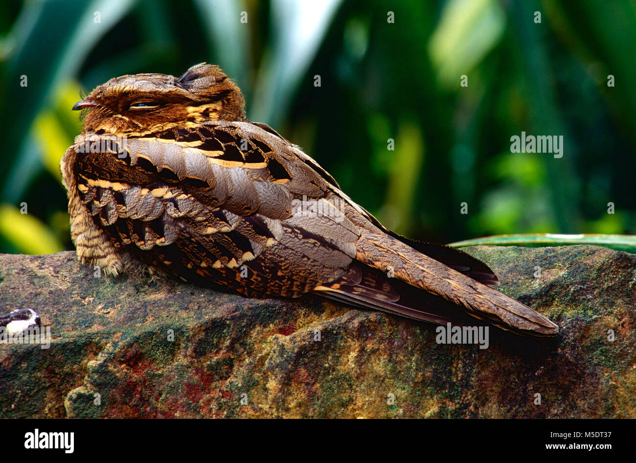 Nightjar Longtailed, Caprimulgus macrurus, Caprimulgidae, adulto, bird, animale, Singapore Foto Stock