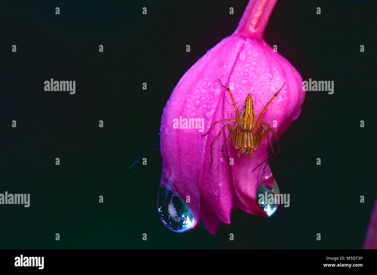 Spider, Arachnida, spider spec., blossom, rosso, di insetto, animale, Singapore Foto Stock