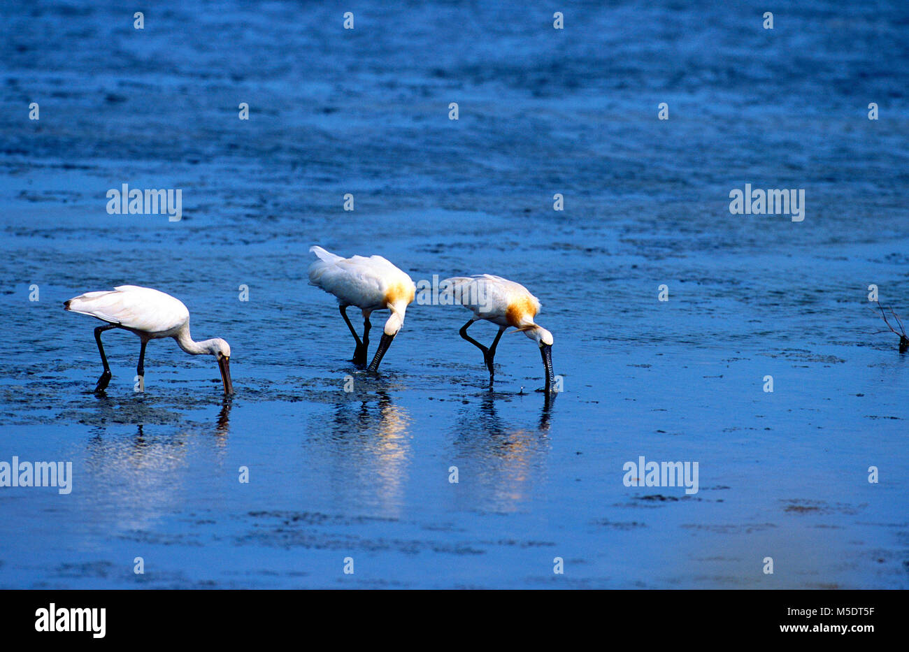 Eurasian spatola Platalea leucordia, Threskiornithidae, la spatola, pesca, bird. animale, Sri Lanka Foto Stock