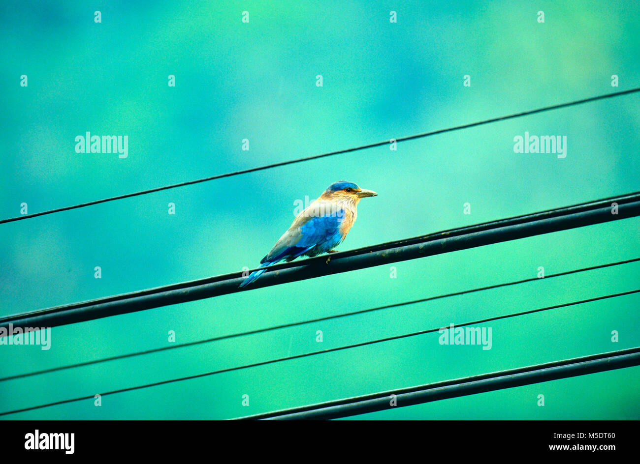 Rullo indiano, Coracius benghalensis, Coraciidae, rullo, bird, animale, Sri Lanka Foto Stock