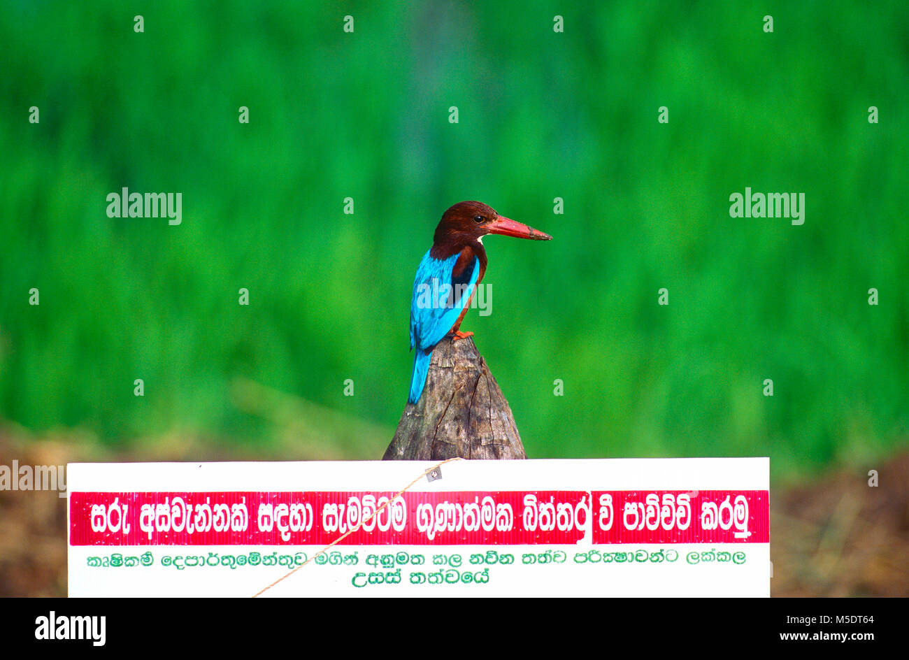 Bianco-throated Kingfisher, Halcyon smyrnensis, Alcedinidae, Kingfisher, bird, animale, Sri Lanka Foto Stock