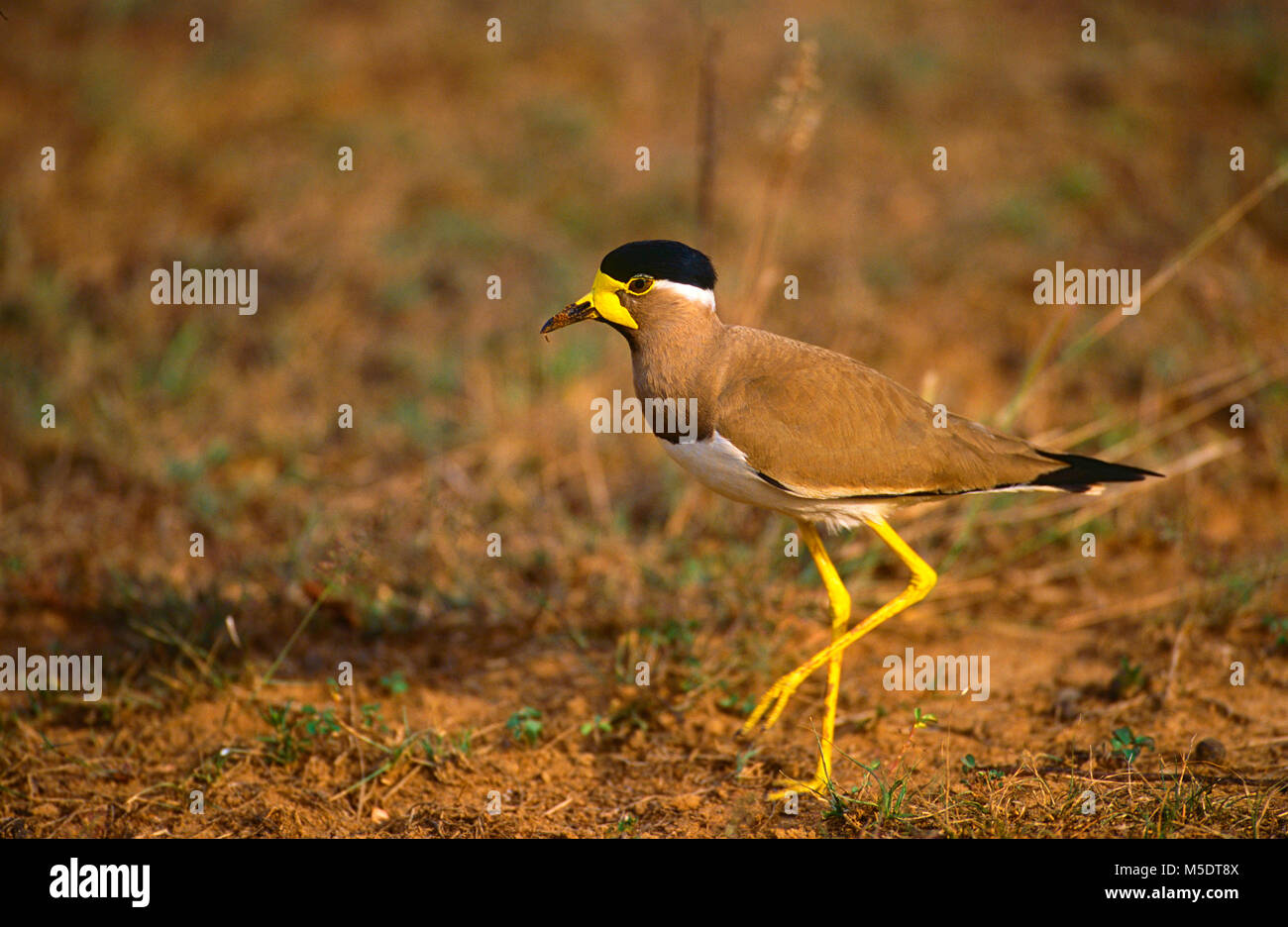 Giallo-watteled pavoncella, Vanellus malabaricus, Charadriidae, la pavoncella, animali, uccelli, Sri Lanka Foto Stock