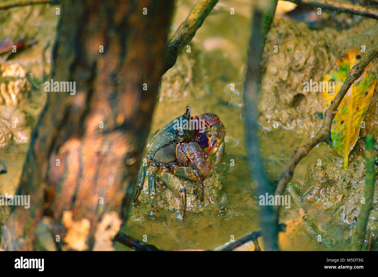 Tree Climbing granchio, Episesarma sp., Sesamidae, granchio, animale, palude di mangrovie, Sungei Buloh Wetland-Reserve, Singapore Foto Stock